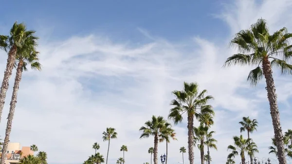 Palmeras en Los Ángeles, California, EE.UU. Estética veraniega de Santa Mónica y Venice Beach en el océano Pacífico. Cielo azul claro y palmeras icónicas. Atmósfera de Beverly Hills en Hollywood. LA vibraciones —  Fotos de Stock