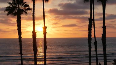 Kaliforniya 'da palmiyeler ve alacakaranlık gökyüzü. Tropik okyanus sahili günbatımı atmosferi. Los Angeles titreşimleri.