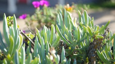 Ice plant succulent gardening in California, USA. Home garden design. Natural botanical ornamental mexican houseplants and flowers, arid desert floriculture. Calm atmosphere. Sour or hottentot fig clipart