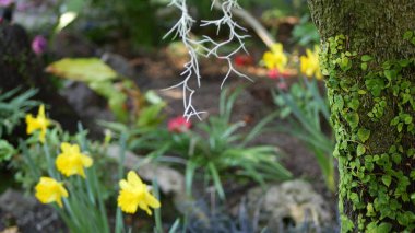 Kaliforniya, ABD 'de eğreltiotu yaprağı, yosun ve ağaç kabuğu. Bahar sabahı atmosferi, bagajda narin yeşil sürüngen bitkisi. Bahar perisi botanik tazeliği. Sarı nergis narsisi.