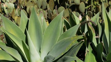 Agave yaprakları, Kaliforniya, ABD 'de sulu bahçıvanlık. Ev bahçesi tasarımı, yukka, yüzyıl bitkisi ya da aloe. Doğal botanik süslemeleri, Meksika ev bitkileri, kurak iklim dekoratif bitki örtüsü.