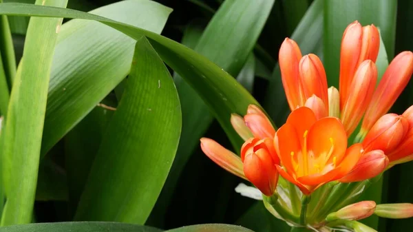 Natal bush kafir lily flower, California, USA. Clivia miniata orange flamboyant exotic fiery vibrant botanical bloom. Tropical jungle rainforest atmosphere. Natural garden vivid fresh juicy greenery