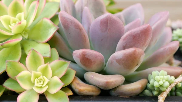 Raccolta di piante grasse, giardinaggio in California, USA. Design del giardino domestico, la diversità di varie galline botaniche e pulcini. Miscela assortita di piante ornamentali decorative echeveria, floricoltura — Foto Stock