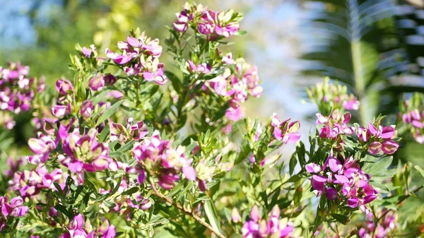 マートルの葉のミルクウェル紫色の花、カリフォルニア州米国。ポリガラミルティフォリア春に咲きます。ホームガーデニング、アメリカの装飾的な観葉植物の自然植物の雰囲気。バイオレット春の花 — ストック写真