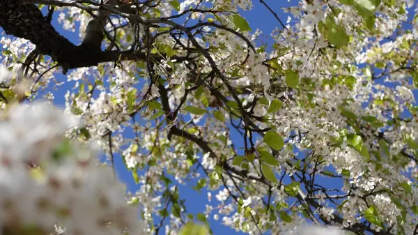 Primavera flor branca de cerejeira, Califórnia, EUA. Delicadas flores de sakura concurso de pêra, maçã ou damasco. Primavera atmosfera romântica fresca, flor botânica pura, bokeh foco suave. — Fotografia de Stock