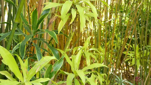 Bosque de bambú, exótica atmósfera tropical asiática. Árboles verdes en jardín zen feng shui meditativo. Bosque tranquilo y tranquilo, frescura armonía matutina en matorral. Estética oriental natural japonesa o china — Foto de Stock