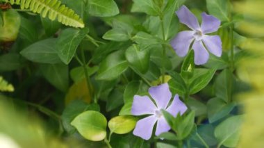 Vinca deicate leylak çiçeği çiçeği. Doğuştan botanik geçmişi var. Periwinkle yaban çiçeği leylak rengi bahar sabahı bahçesinde çiçek açar, Kaliforniya, ABD 'de süs bahçeleri. Bahar zamanı mor flora