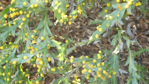 Acacia glaucoptera fleurs jaunes, Californie États-Unis. Bovins plats ou argileux endémiques australiens, inflorescence exotique originale inhabituelle. Atmosphère calme du matin de printemps, forêt tropicale pluviale printanière — Video