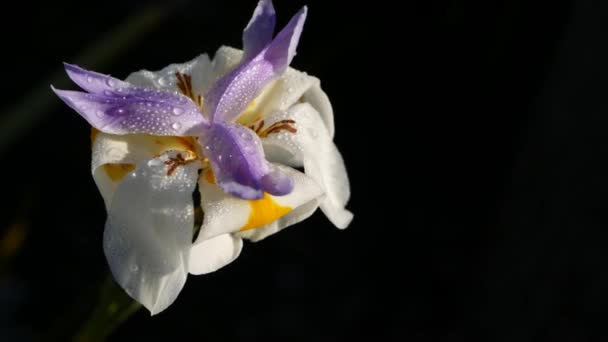 Fleur d'iris blanc, jardinage en Californie, États-Unis. Floraison délicate dans le jardin du printemps matin, gouttes de rosée fraîche sur les pétales. flore printanière en mise au point douce. Fond botanique naturel rapproché — Video