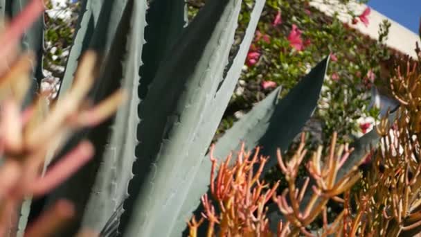 アガベの葉、カリフォルニア州の多肉植物園。ホームガーデンデザイン、ユッカ、世紀の植物やアロエ。自然植物装飾メキシコの観葉植物、砂漠乾燥気候装飾的な花栽培 — ストック動画