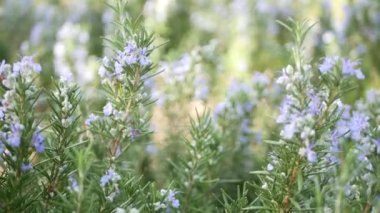 Bahçe, Kaliforniya 'da biberiyeli salvia otu. Bahar zamanı çayır romantik atmosfer, sabah rüzgarı, narin aromatik adaçayının saf yeşilliği. Taze bahar bahçesi ya da yumuşak odak noktasında lea. Çiçekler açar.