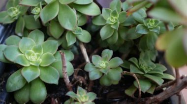 Sulu bitki koleksiyonu, Kaliforniya, ABD 'de bahçıvanlık. Ev bahçesi tasarımı, çeşitli botanik tavuk çeşitliliği ve yavrular. Dekoratif dekoratif ekvator çiçekleri, çiçekçilik karışımı.