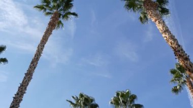 Palms Los Angeles, Kaliforniya, ABD 'de. Pasifik Okyanusu 'ndaki Santa Monica ve Venice Sahili' nin yaz estetiği. Açık mavi gökyüzü ve simgesel palmiye ağaçları. Hollywood 'daki Beverly Hills' in atmosferi. LA titreşimleri
