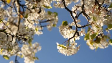 Kaliforniya, ABD 'de kiraz ağacının bahar beyaz çiçeği. Narin sakura çiçekleri armut, elma ya da kayısı. Bahar zamanı taze romantik atmosfer, saf botanik çiçeği, yumuşak odaklı bokeh.