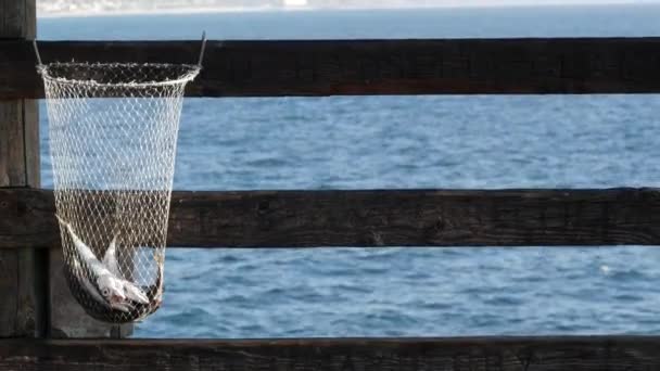 Saltwater angling on pier California USA. Sea ocean. Fishing catch, fresh alive fish in net basket. — Stock Video