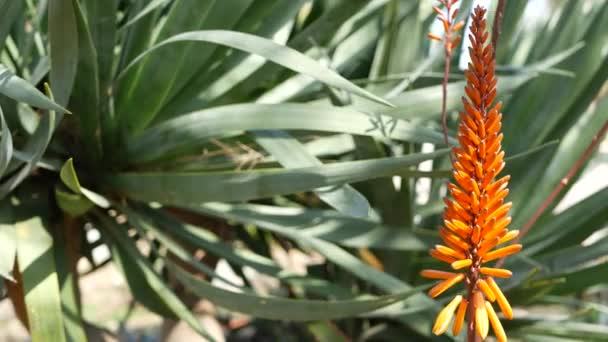 Aloe plante succulente fleur rouge, Californie USA. Flore du désert, climat aride botanique naturelle fond rapproché. Floraison vive et juteuse d'Aloe Vera. Jardinage en Amérique, pousse avec le cactus et l'agave — Video