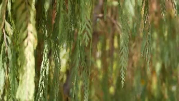 Cypřiš jehličnatý strom v zahradě, Kalifornie USA. Přírodní botanické zblízka pozadí. Atmosféra jarního ranního lesa, jarní lesy. Dekorativní jemná zeleň, měkké ostření šmouha bokeh — Stock video