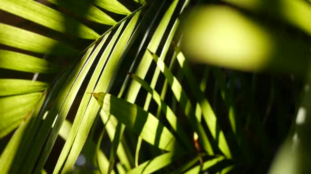 Exotische jungle regenwoud tropische sfeer. Palm verse sappige frond bladeren in amazon bos of tuin. Contrast donker natuurlijk groen weelderig gebladerte. Evergreen ecosysteem. Paradijs esthetische achtergrond — Stockvideo