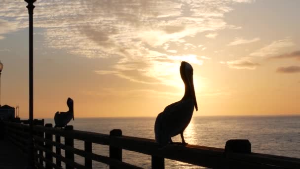 Pelícano marrón salvaje en el muelle, California Ocean Beach USA. Pelecanus gran pájaro. Gran pico de pico. Puesta de sol. — Vídeo de stock