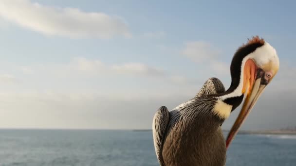 Kaliforniya okyanus plajı, rıhtımdaki vahşi kahverengi pelikan. Kıyıdaki pelecanus, büyük kuş. Büyük gagalı. — Stok video