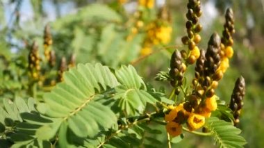 Afrika senna çiçeği, Kaliforniya, ABD 'de bahçıvanlık yapıyor. Doğuştan botanik geçmişi var. Bahar sabahı bahçesinde sarı çiçek, yumuşak odak noktasında taze bahar bitkisi. Şamdan sulu bitki.