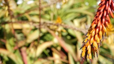 Aloe sulu kırmızı çiçek, California USA. Çöl bitkisi, kurak iklim doğal botanik yakın plan. Aloe Vera 'nın canlı sulu çiçekleri. Amerika 'da bahçıvanlık, kaktüs ve agave ile yetişir.