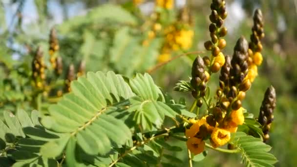 アフリカのセナの花、カリフォルニア州、米国の園芸。自然植物の背景を閉じます。春の朝の庭で黄色の花を咲かせ、柔らかい焦点で新鮮な春の植物。キャンドルスティックジューシーな植物. — ストック動画