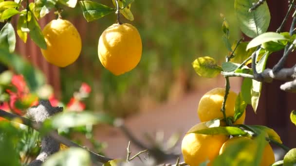 Cytrusowe żółte drzewo owocowe, Kalifornia, USA. Wiosenny ogród, amerykańska plantacja gospodarstw rolnych, ogrodnictwo zagrodowe. Soczyste świeże liście, egzotyczne liście tropikalne, zbiory na gałęzi — Wideo stockowe
