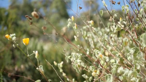 Fioritura variopinta di fiori selvatici, prato primaverile mattutino, sfondo botanico naturale. Fioritura delicata fiore soft focus, giardinaggio in California, Stati Uniti d'America. Flora primaverile romantica multicolore. Varietà di erbe — Video Stock