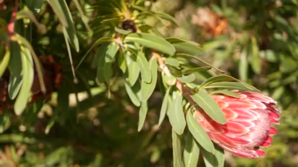 Protea pink flower in garden, California USA. Sugarbush obnovuje jarní květ, romantickou botanickou atmosféru, jemné exotické květy. Korálové lososí jarní barvy. Flóra Jižní Afriky. Měkké rozostření — Stock video