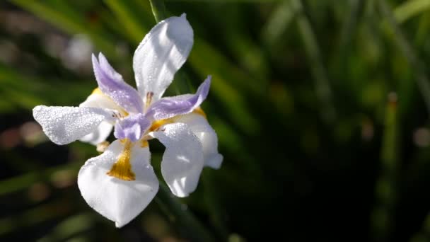 Fioritura di iris bianco, giardinaggio in California, Stati Uniti d'America. Fioritura delicata in giardino di mattina di primavera, gocce di rugiada fresca su petali. flora primaverile a fuoco morbido. Naturale botanico primo piano sfondo — Video Stock