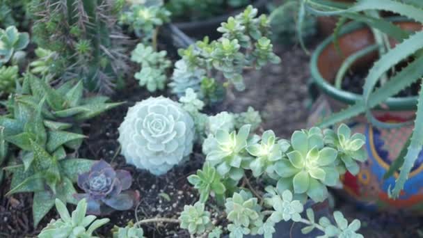 Succulents in flowerpot, gardening in California USA. Green house plants in colorful clay pots. Mexican style garden design, arid desert decorative floriculture. Natural botanical ornamental greenery — Stock Video