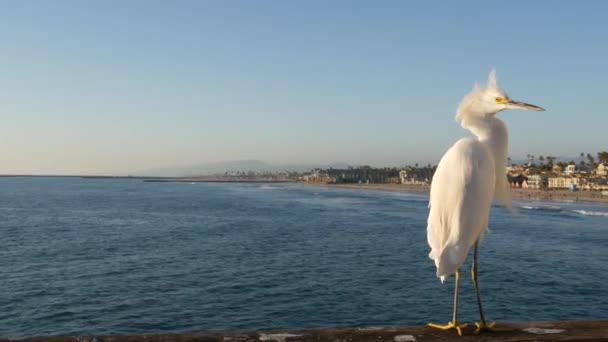 White snowy egret on pier railings, Califórnia EUA. Praia do oceano, ondas de água do mar. Pássaro de garça costeira — Vídeo de Stock