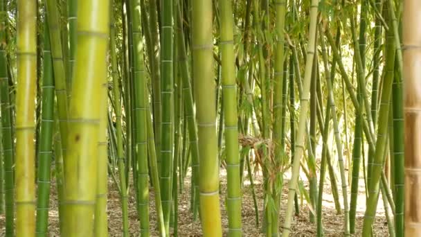 Bambusový les, exotická asijská tropická atmosféra. Zelené stromy v meditativní Feng Shui zen zahradě. Klidný, klidný háj, ranní harmonie svěží v houští. Japonská nebo čínská přírodní orientální estetika