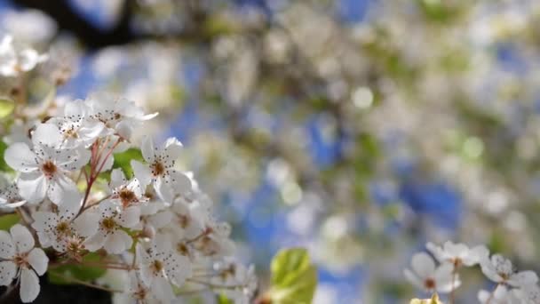 Flor blanca primaveral de cerezo, California, EE.UU. Delicadas flores de sakura tiernas de pera, manzana o albaricoque. Ambiente romántico fresco de primavera, flor botánica pura, enfoque suave bokeh. — Vídeo de stock