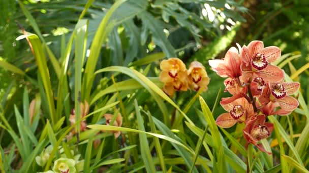 Kwiat storczyka kwitnie w zielonych liściach. Elegancki kolorowy kwiat. Egzotyczna tropikalna atmosfera botaniczna dżungli deszczowej. Naturalny ogród żywa zieleń Raj estetyczny. Kwiaciarnia ozdobna — Wideo stockowe