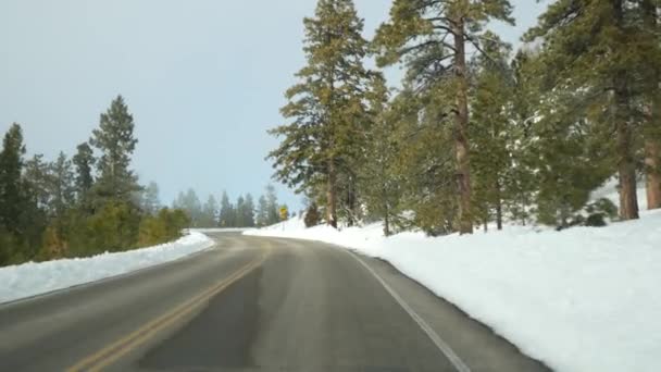 Snow in wintry forest, driving auto, road trip in winter Utah USA. Coniferous pine trees, view from car thru windshield. Christmas vacations, december journey to Bryce Canyon. Eco tourism to woods — Stock Video