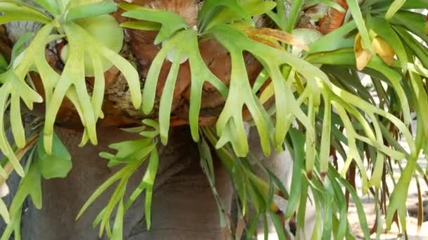 Hojas verdes de helecho de cuerno de alce. Exótica selva tropical amazónica selva tropical atmósfera botánica. Natural exuberante follaje verde vivo, estética paradisíaca. Platycerium bifurcatum jugosa planta fresca — Vídeos de Stock