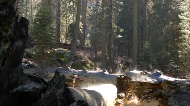 Туман поднимается в лесу секвойи, упавшие стволы секвойи в старой древесине. Туманное утро в хвойном лесу, национальный парк Северной Калифорнии, США. Большие выкорчеванные сосны, туман в солнечном свете — стоковое видео