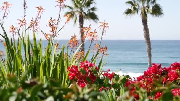 Oceaanstrand, palmboom en pier. Tropische badplaats aan het water bij Los Angeles California Verenigde Staten. — Stockvideo