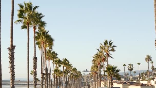 Oceanside, Kaliforniya 'da palmiye ağacı perspektifi Pasifik Okyanusu kıyısındaki tropik sahil beldesi, ABD. — Stok video