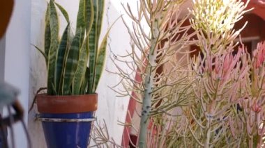 Çiçek saksısında sulu, Kaliforniya 'da bahçıvanlık. Renkli kil kaplarda yeşil ev bitkileri. Meksika tarzı bahçe tasarımı, kurak çöl dekoratif çiçekçilik. Doğal botanik süslemeleri.