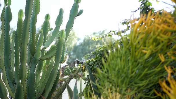 Kaktusová šťavnatá rostlina, Kalifornie USA. Pouštní flóra, suché klima, přírodní květina, botanické zblízka pozadí. Zelená okrasná neobvyklá rostlina. Zahradnictví v Americe, roste s aloe a agave — Stock video