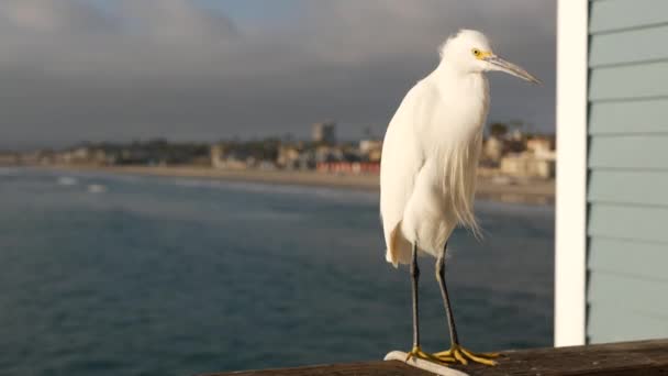 Weiße Seidenreiher auf einem Brückengeländer in Kalifornien, USA. Strand am Meer, Wellen im Meer. Küstenreiher — Stockvideo