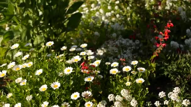 Roze malse bloem bloesem, delicate marguerite. Natuurlijke botanische close-up achtergrond. Wildbloem bloeien in de lente ochtend tuin of weide, huis tuinieren in Californië, Verenigde Staten. Voorjaarsflora. — Stockvideo