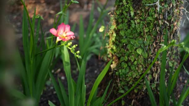 Kaliforniya, Orman 'da küçük frezya sümbülü mor çiçek. Bahar sabahı atmosferi, narin küçük pembe yeşil bitki. Bahar perisi botanik tazeliği. Vahşi doğa orman ekosistemi — Stok video