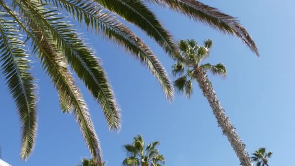 Palmas em Los Angeles, Califórnia, EUA. Estética de verão de Santa Monica e Venice Beach no oceano Pacífico. Céu azul claro e palmeiras icônicas. Atmosfera de Beverly Hills em Hollywood. Vibrações de LA — Vídeo de Stock