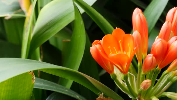 Natal bush kafir lily flower, California, EE.UU. Clivia miniata naranja exótica extravagante florecimiento botánico vibrante ardiente. Atmósfera de selva tropical. Jardín natural verde jugoso fresco vívido — Vídeos de Stock