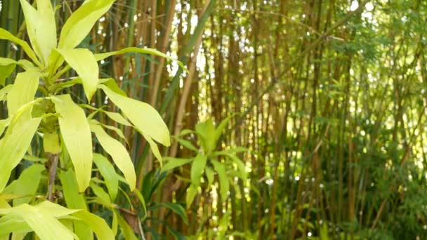 Bosque de bambú, exótica atmósfera tropical asiática. Árboles verdes en jardín zen feng shui meditativo. Bosque tranquilo y tranquilo, frescura armonía matutina en matorral. Estética oriental natural japonesa o china — Vídeo de stock