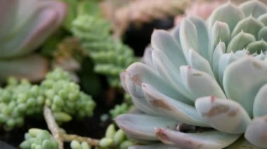 Sulu bitki koleksiyonu, Kaliforniya, ABD 'de bahçıvanlık. Ev bahçesi tasarımı, çeşitli botanik tavuk çeşitliliği ve yavrular. Dekoratif dekoratif ekvator çiçekleri, çiçekçilik karışımı.